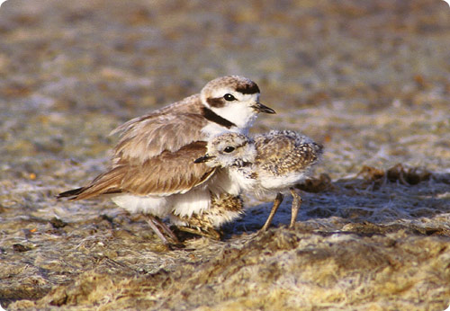 Plover mother and father brooding
